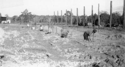 Jarrahwood Mill - 6 months after burning down