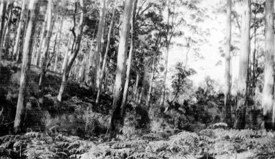 Karridale Bush