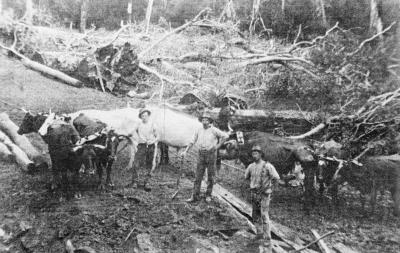 3 men with bullock team  L-R Bob Higgins, Sandy Beggs & George Dean 1918