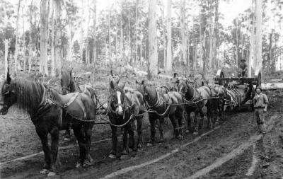 Hauling logs 1922 (Whim)