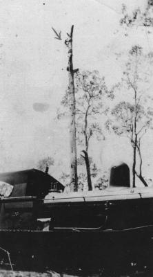 Jack Corbett up tree - Nannup area