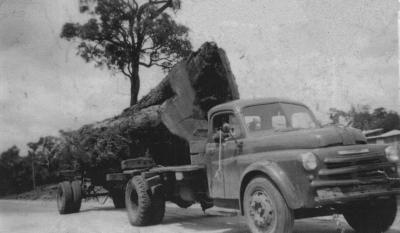 Lindsay Cole - R & N Palmer (large Jarrah tree)