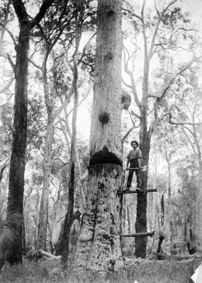 Pietro (Peter) Plozza falling a Jarrah tree C.1920 to hew timber sleepers from.