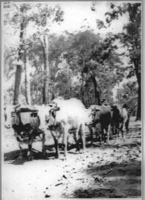 Grandad Deere's first bullock team