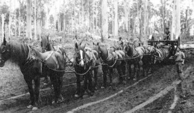Horse Team hauling logs with Whim 1922