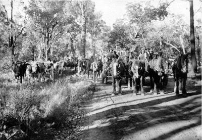 Hauling Timber - Teams on Augusta Road C.1915