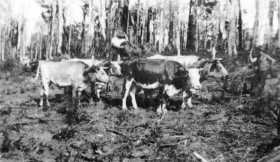 Bullock Team Driver John Kearney