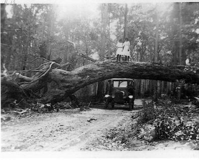 Scene on old Cundinup Road