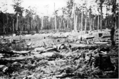 McNess's East Nannup Farm House Site