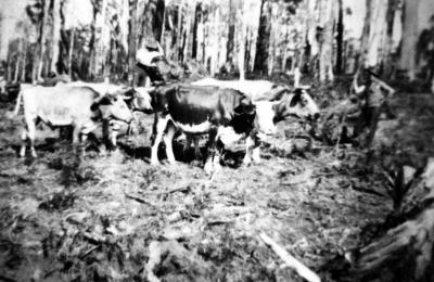 10-4-1933 Charlie Mcness & John Kearney clearing with Bullock Team