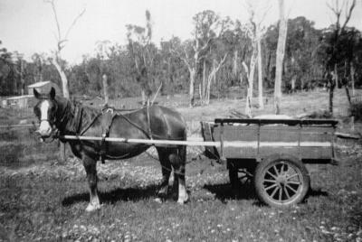 Horse & Cart on Buckley Farm C.1950