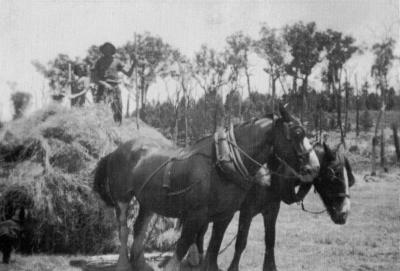 Horses carting hay - Elizabeth & Aidan Buckley early 1950's