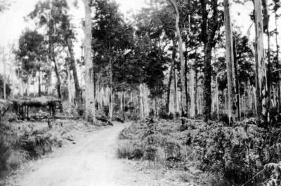 Road in front of East Nannup School