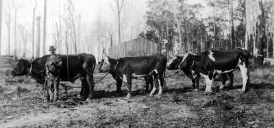 Bullock Team at Nannup (Driver unknown)