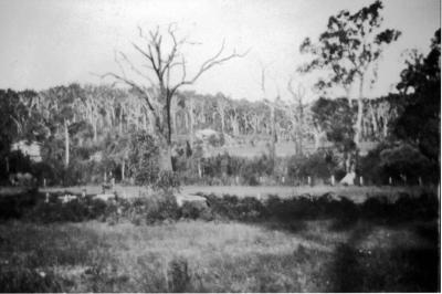 Dieback affected forest.