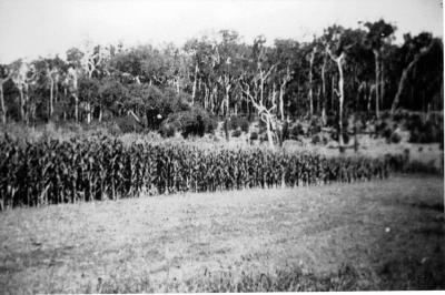 Corn Growing - Coles Farm