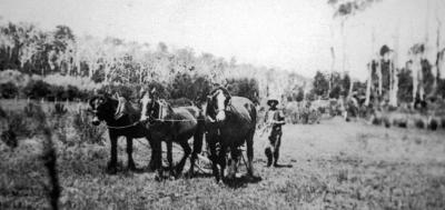 Jack McKittrick Snr. Working with horses in potato field C.1920's