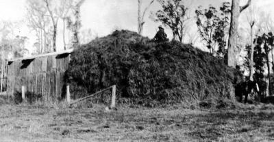 Haymaking - Mowdays Farm "Glenkarri" East Nannup