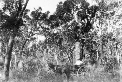 Horse & Sulky - Old Cundinup Road