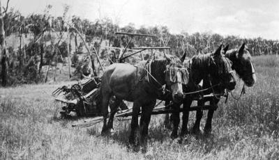"Glenkarri" Horses & Thresher/Binder