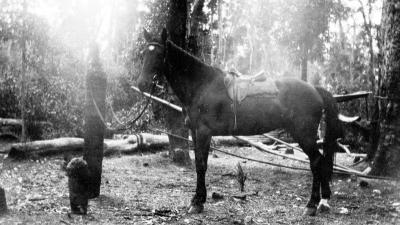 Saddled Horse near Ellis Creek