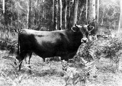 Jersey Bull "Glenkarri"