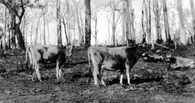 Jersey Cows "Glenkarri"