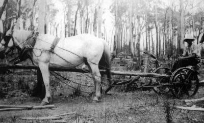 V Price mowing East Nannup November 1936