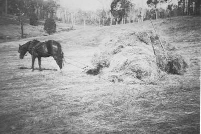 Haymaking on Pearson's farm East Nannup. December 1940