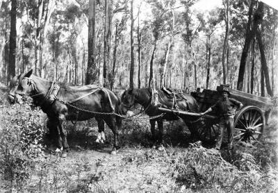 Horses & Cart (Man unknown)