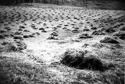 Haymaking on Pearson's farm East Nannup. December 1940