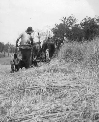 Haymaking on Pearson's farm East Nannup. December 1940