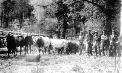Dickson's Bullock Team. L-R Frank Dickson, Jessie Gilbert, Bill Dickson, Jack Scott & Archie Fontanini.