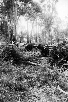 Scott's Bullock Team - Manjimup 1939-42