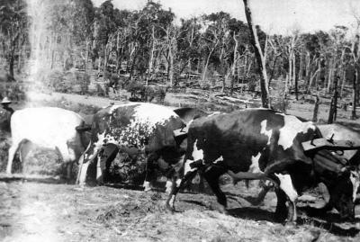 Scott's Bullock Team 1952