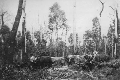 Scott's Bullock Team - Manjimup 1948-49