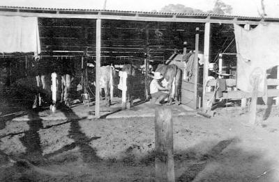 Dairy at Scott's farm Donnelly River