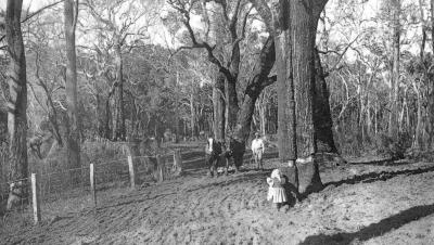 Farmer ploughing around ring barked trees