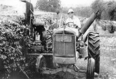 John Nash in 1970, trimming back Passionfruit vines with his 1947 Allis Chalmers tractor