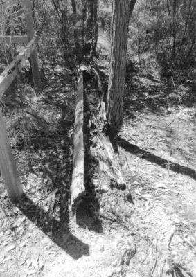 Old wooden log trough at 43 kilometre on Brockman Highway. 7th February 2016.