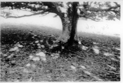 Old Oak Tree - Heppingstone Farm 1948