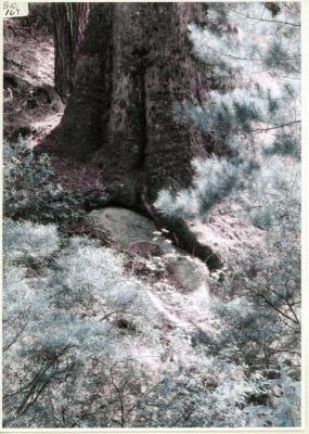 Giant Blackbutt tree growing over granite rock in Uranium Road Nannup