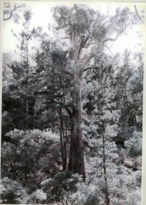 Giant Blackbutt tree growing over granite rock in Uranium Road Nannup 2016