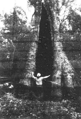 Aboriginal tree in virgin forest National Park, Milyeannup.