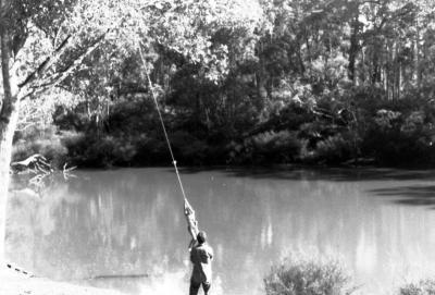 Rope swing over Blackwood River
