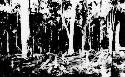 Sawn Timber under trees