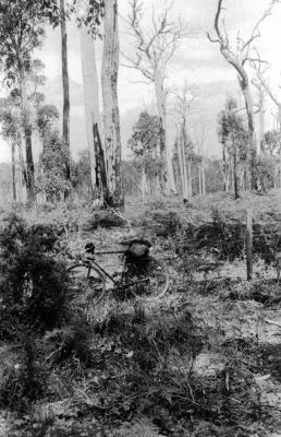 Bush Scene with bicycle