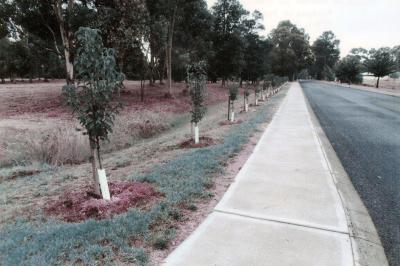 Avenue of Honour in Higgins Street Nannup March 2015. Plaques of the fallen to be installed in front of the 25 trees.