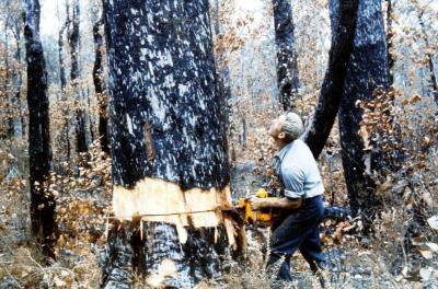 Felling Jarrah tree at Jarrahwood with chainsaw (taken off old slide of Jarrahwood Mill).