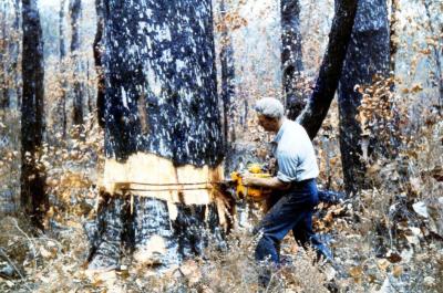 Felling Jarrah tree at Jarrahwood with chainsaw (taken off old slide of Jarrahwood Mill).